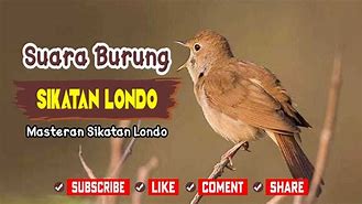 Download Suara Burung Sikatan Londo Gacor Mp3