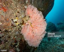 Laut Merah Slot Thailand