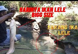 Mancing Ikan Lele Terbesar Di Dunia